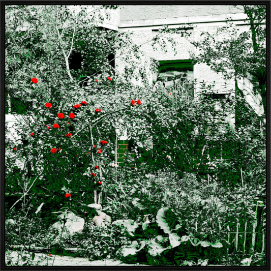 Main image Rose bush